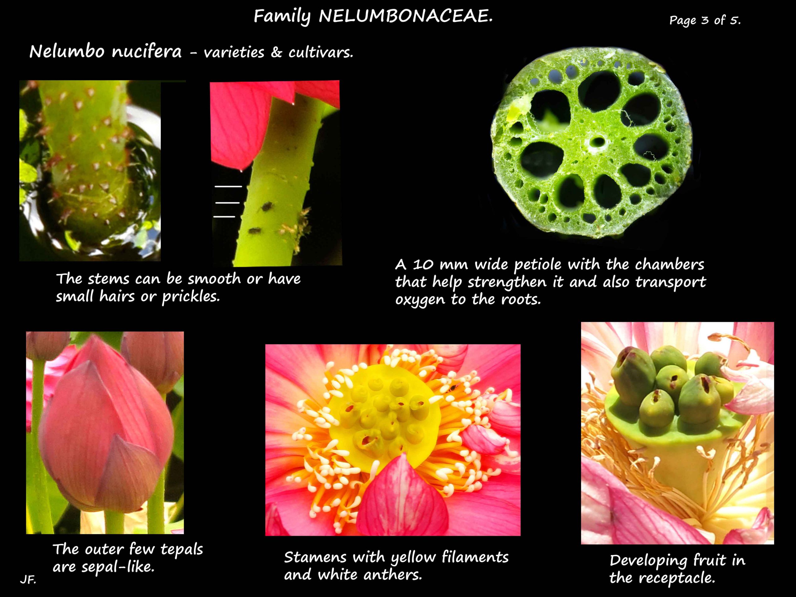 3 The stem & receptacle in Nelumbo